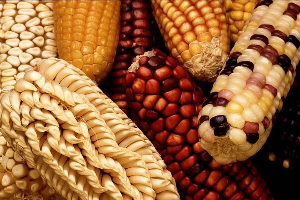Colombia ha incrementado el cultivo y la investigación de los productos transgénicos en los últimos años