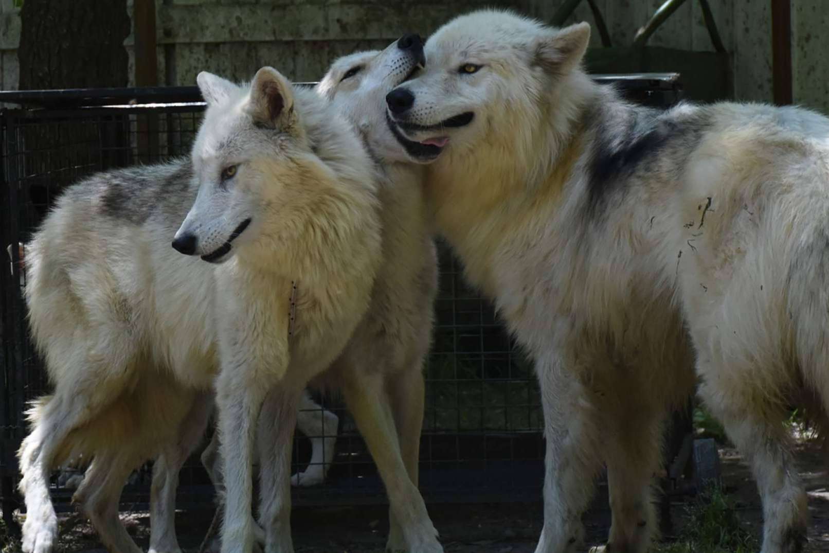 Perro Lobo Americano o Wolfdog, de los mitos y leyendas a las realidades