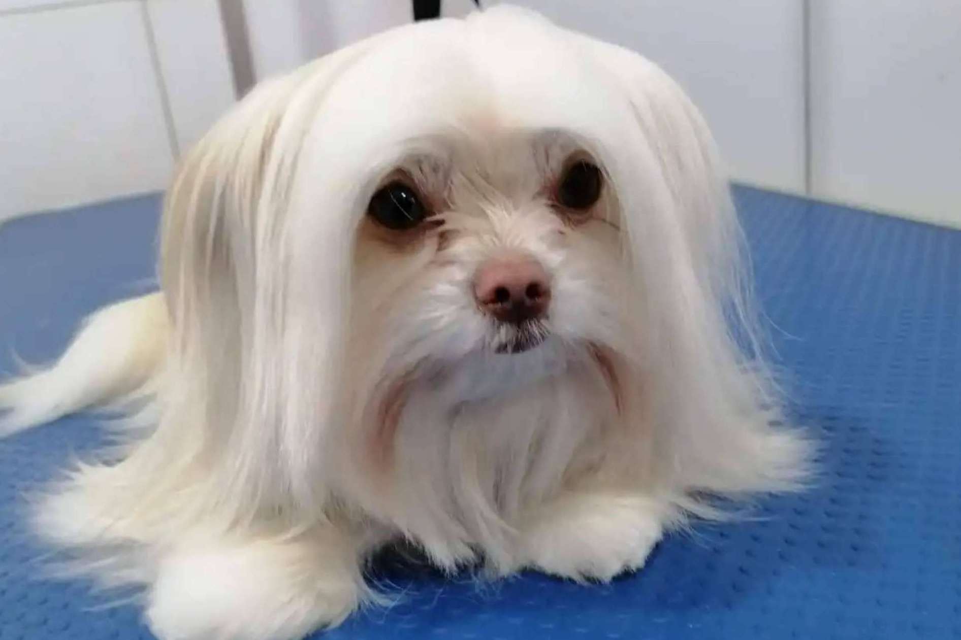 La apertura de la nueva peluquería canina de Oh My Pet en San Miguel, Santiago de Chile
