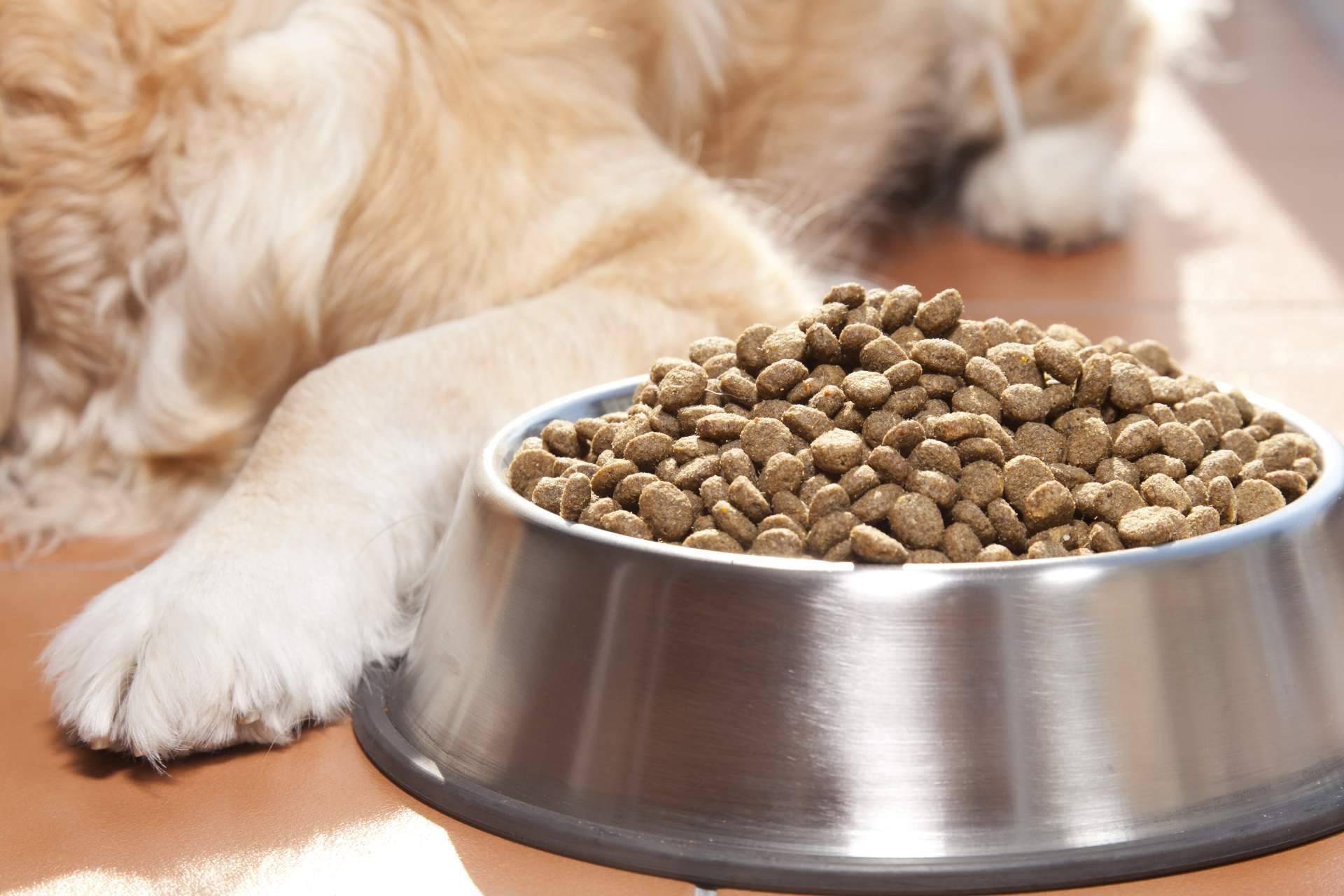 Kaman Pet, la startup que busca revolucionar la forma de elegir y comprar alimento para perros