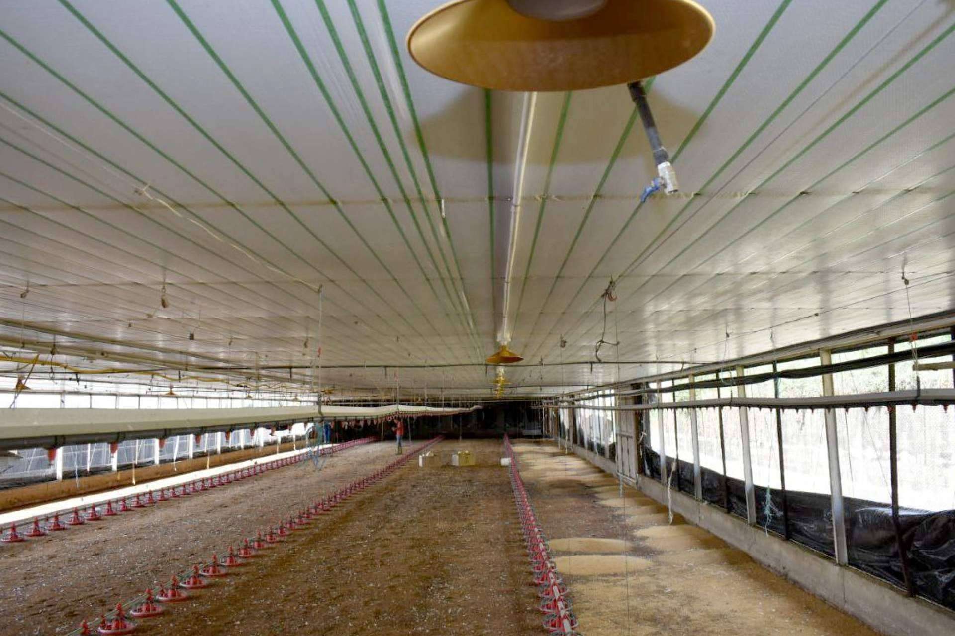 ¿Cómo criar gallinas ponedoras?, así es la estrategia con AméricaAgro