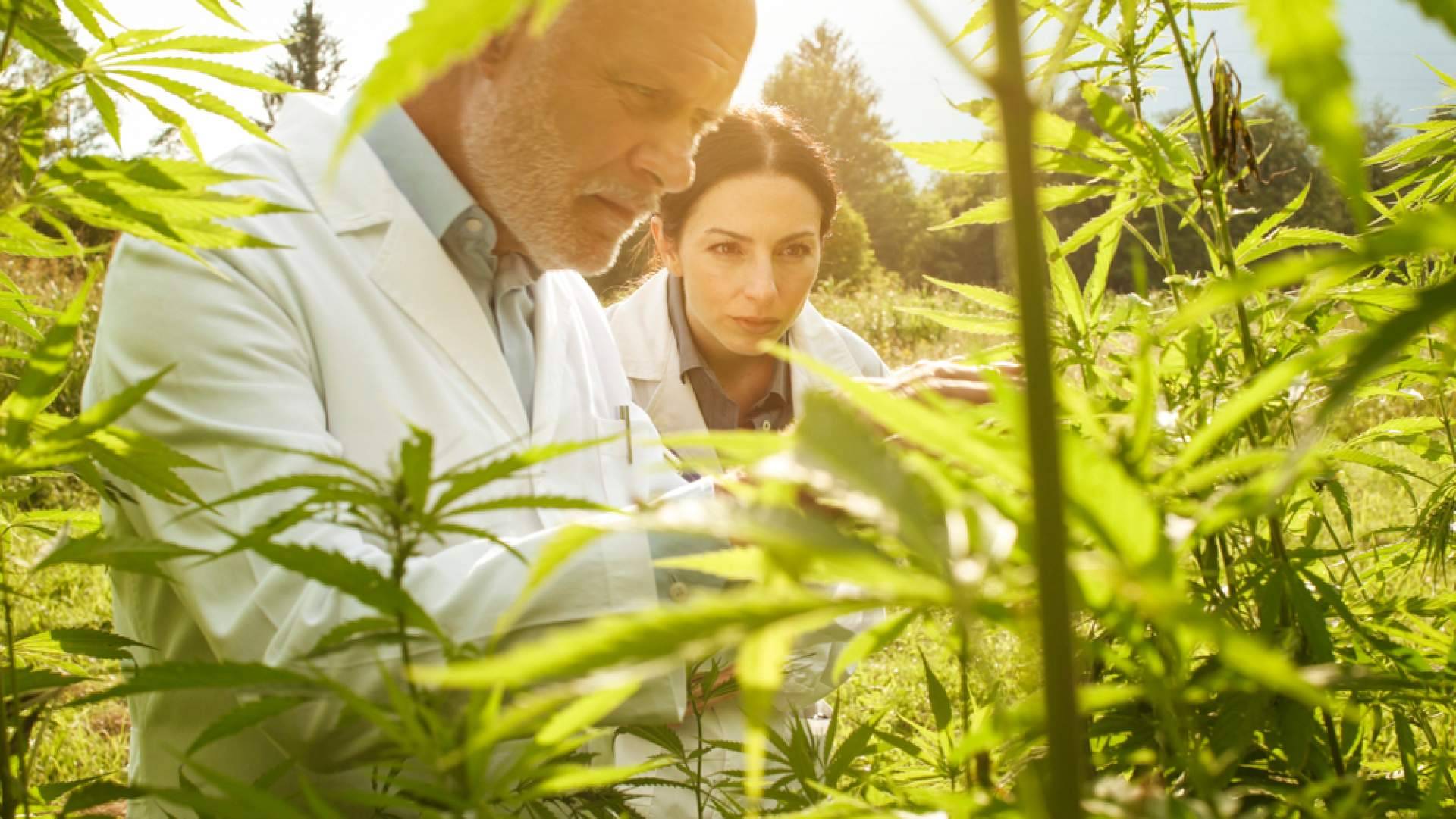 Cannapp, una de las tiendas más completas de cannabis medicinal y cosmético en Colombia